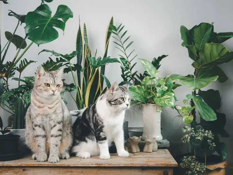 best houseplants for cats