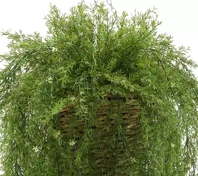 faux asparagus fern plant
