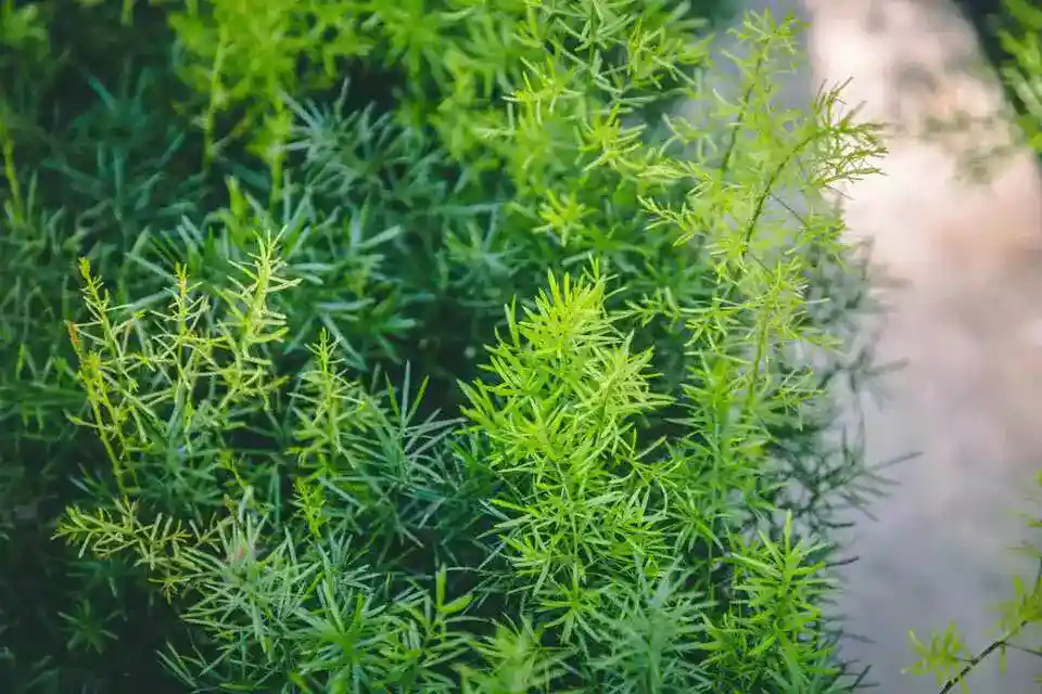 how to make asparagus fern bushy