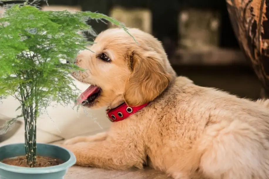 is asparagus fern poisonous to dogs