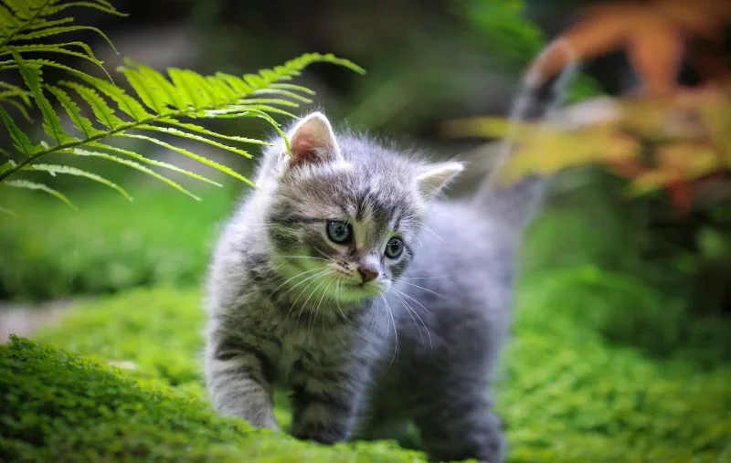 is asparagus fern toxic to cats