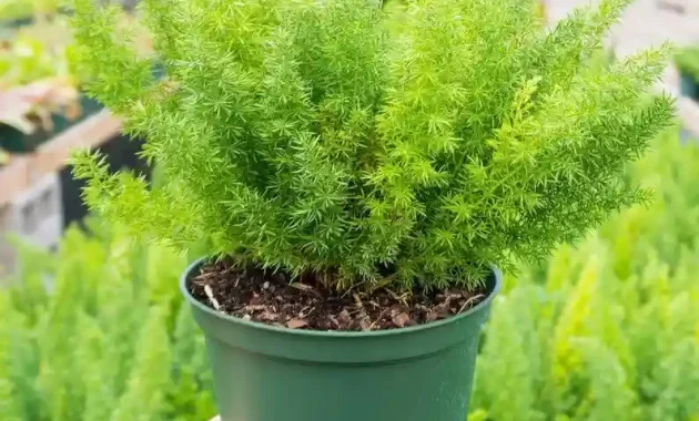 types of asparagus fern