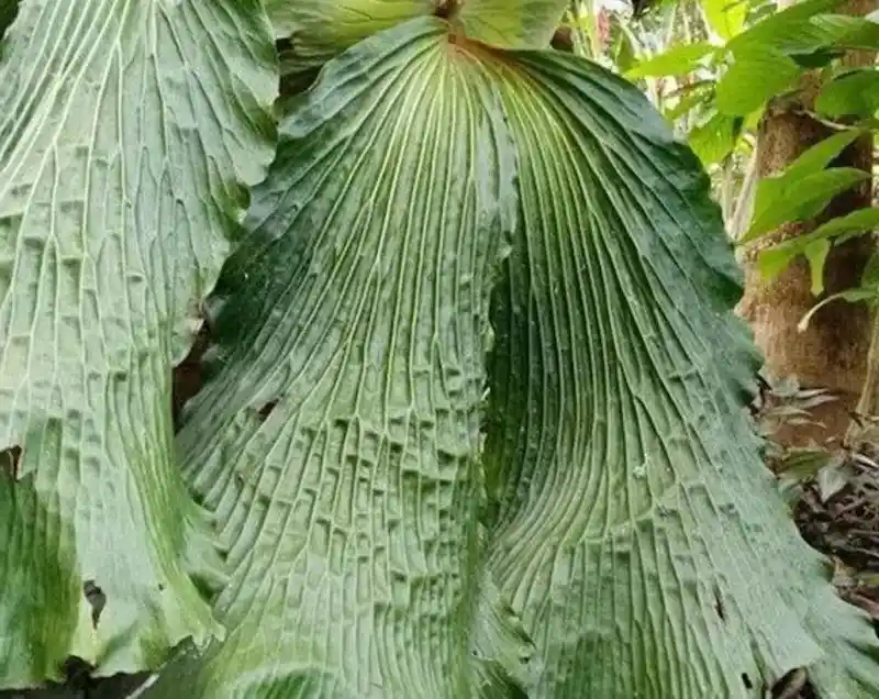 platycerium elephantotis staghorn fern