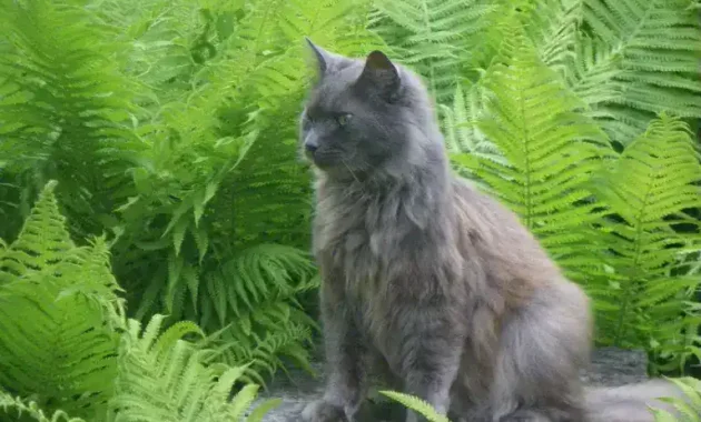 are boston ferns toxic to cats