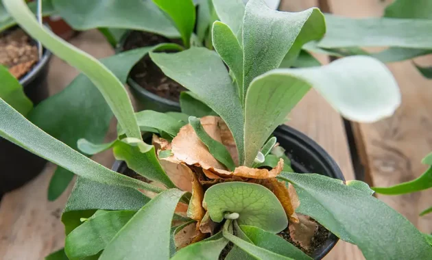 are staghorn ferns easy to grow