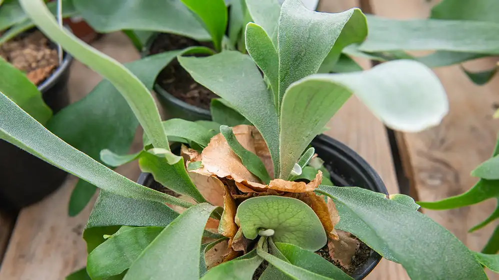 are staghorn ferns easy to grow