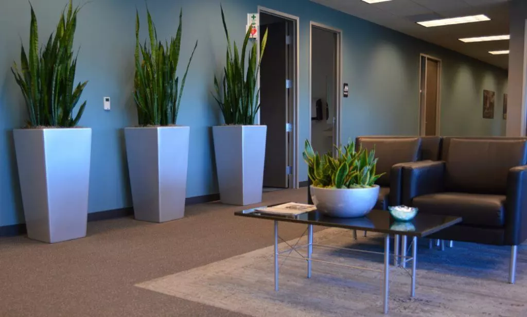 best indoor plants for office with no windows