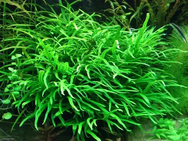 different types of java fern