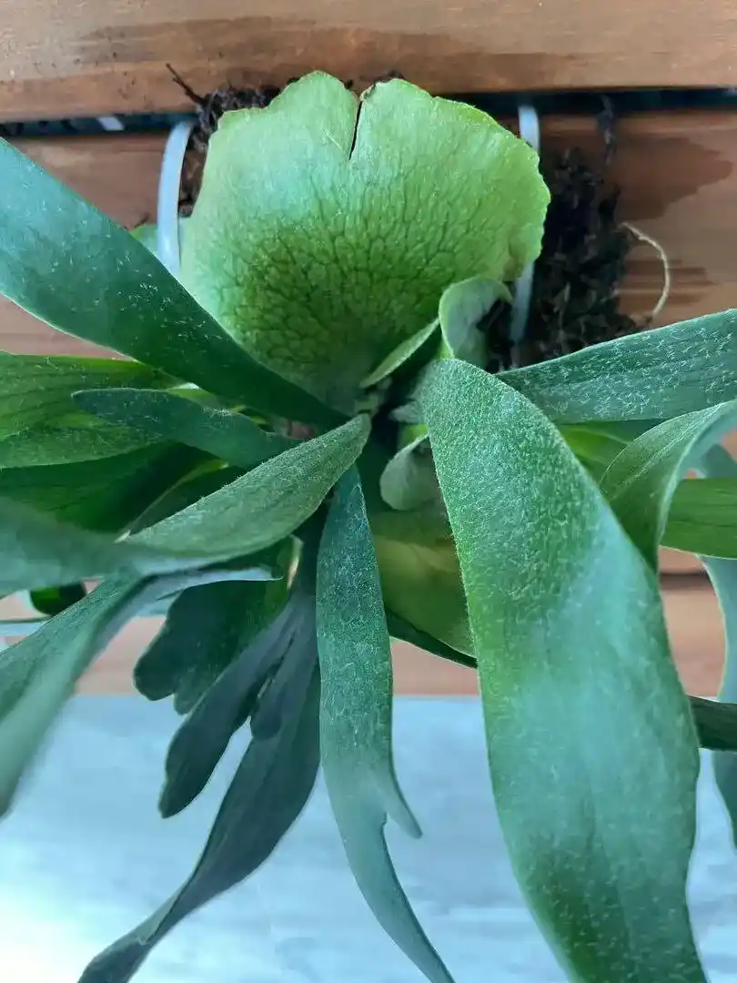 how to propagate staghorn ferns from leaves