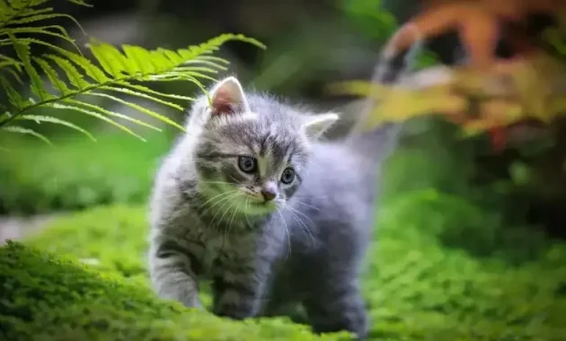 is boston fern toxic to cats