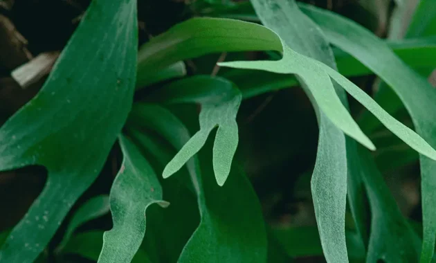 propagate staghorn fern from leaves