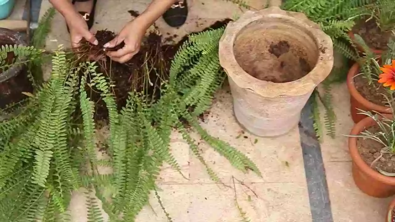 propagating boston fern