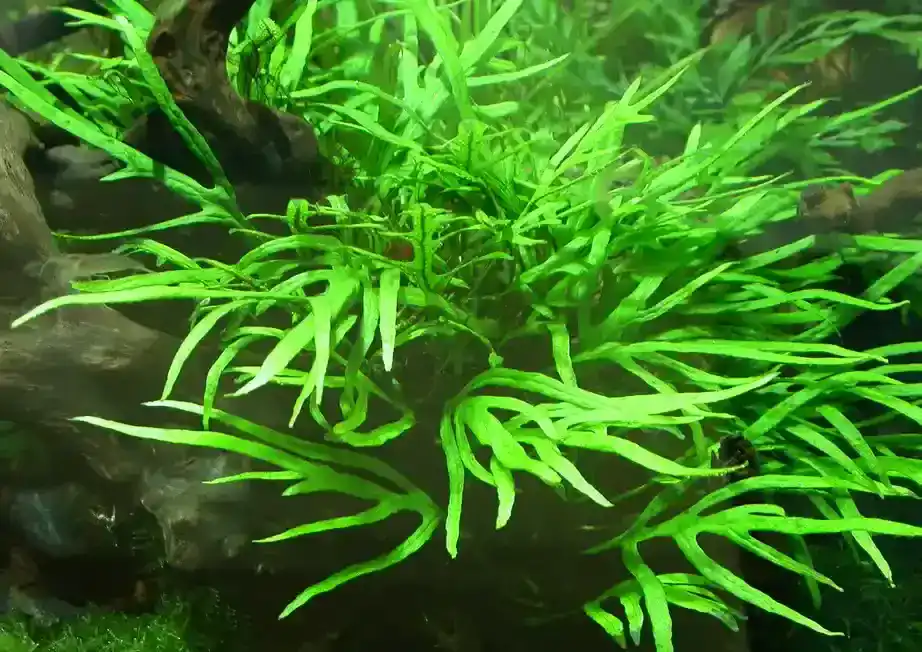 types of java fern
