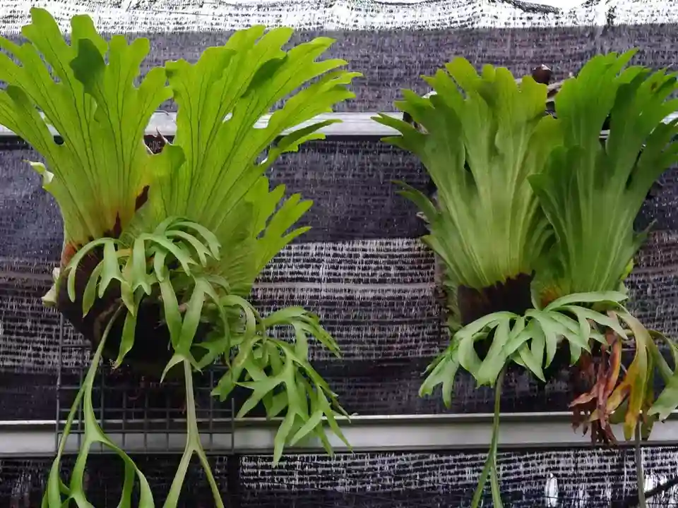 what is so special about staghorn ferns
