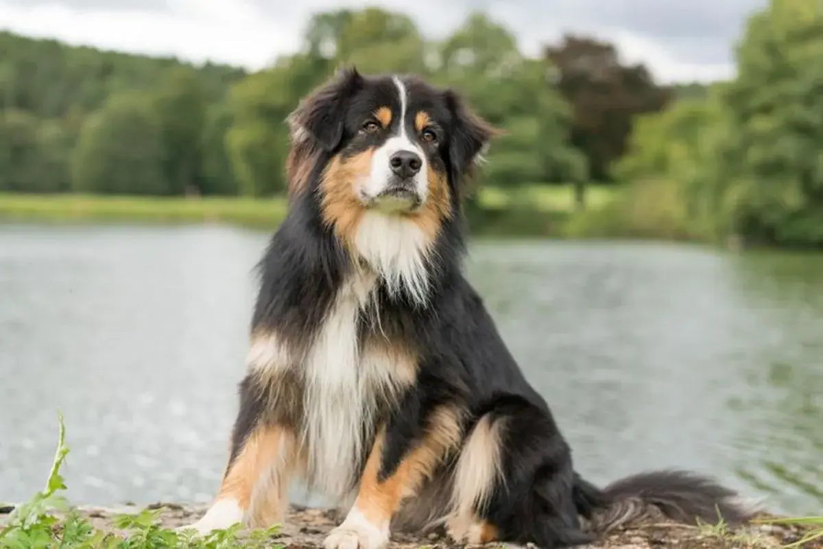 pros and cons of owning an australian shepherd