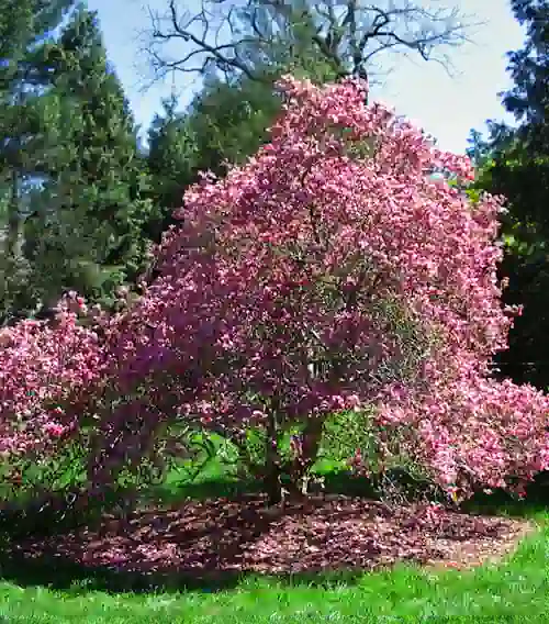 japanese magnolia tree